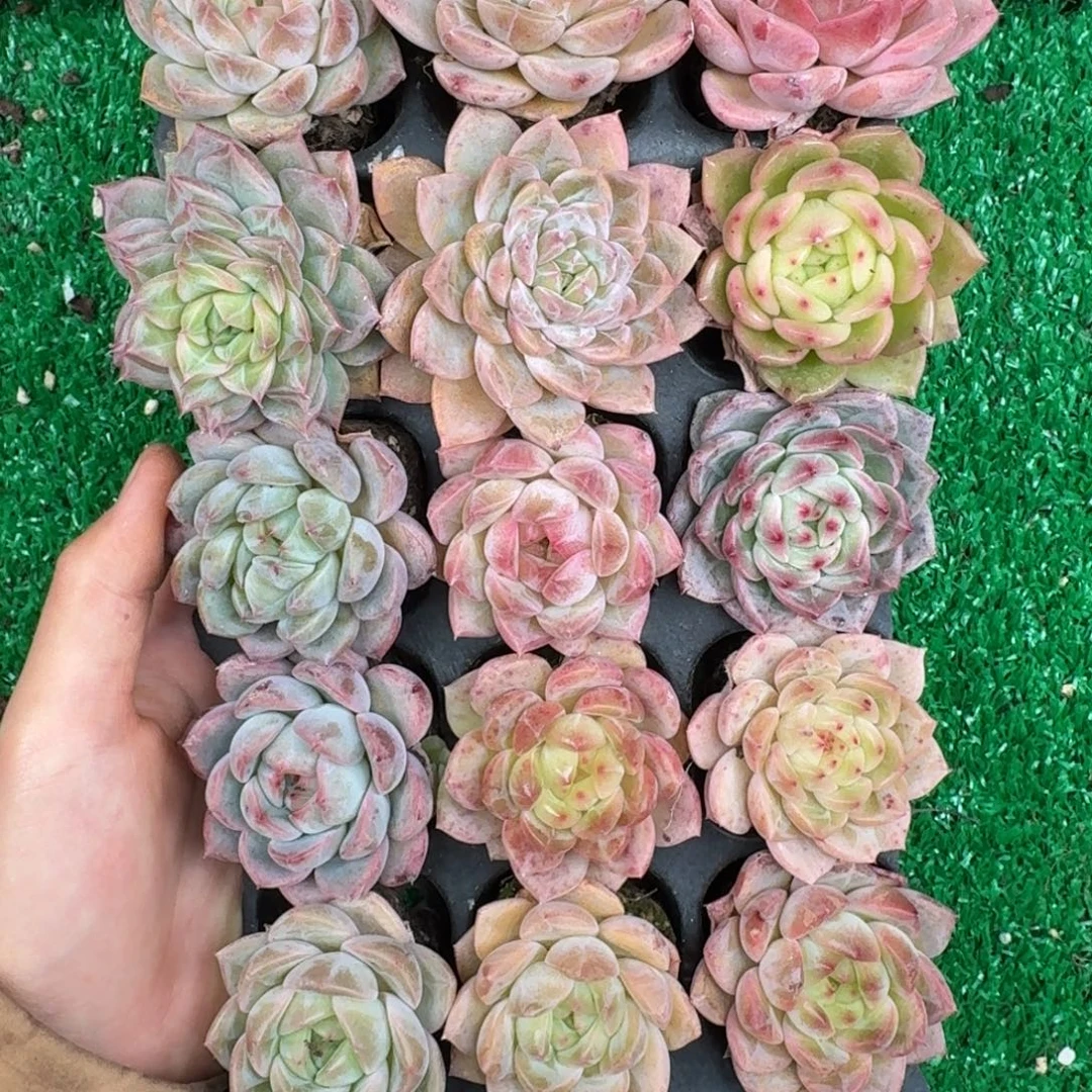 多肉一物一拍12-129