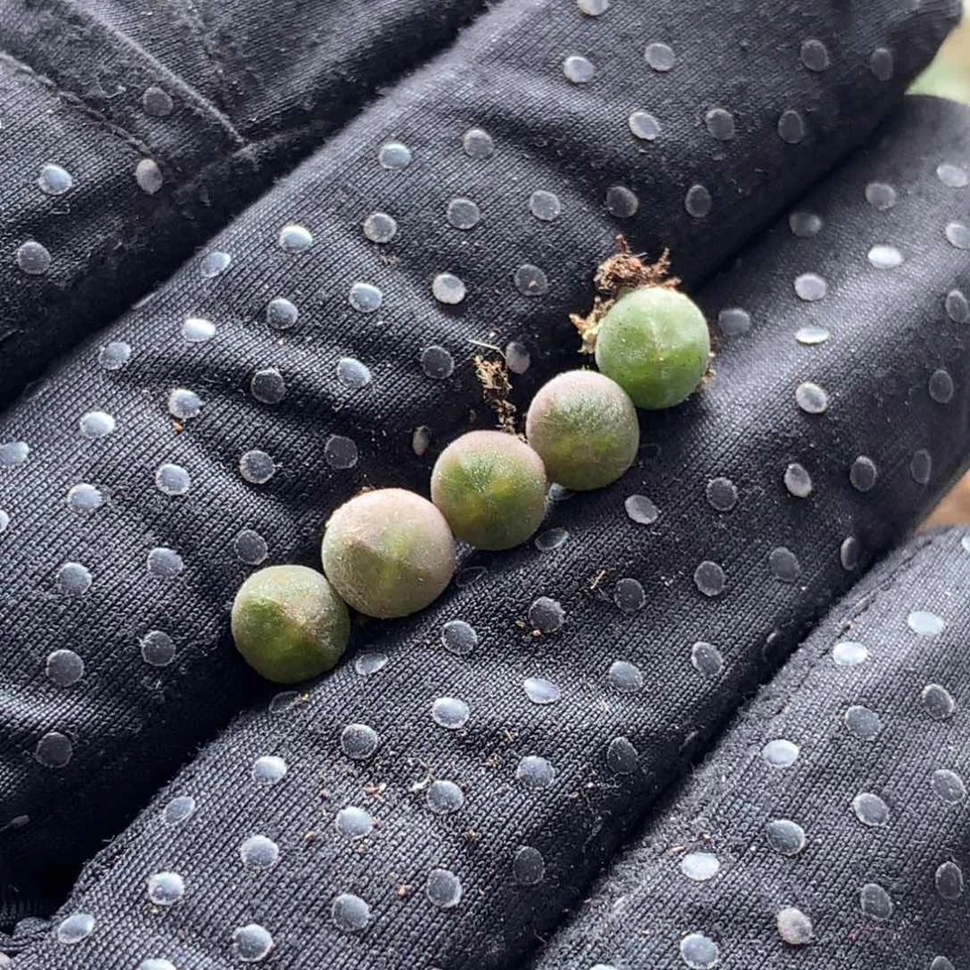 a761大眼睛空蝉0.5厘米