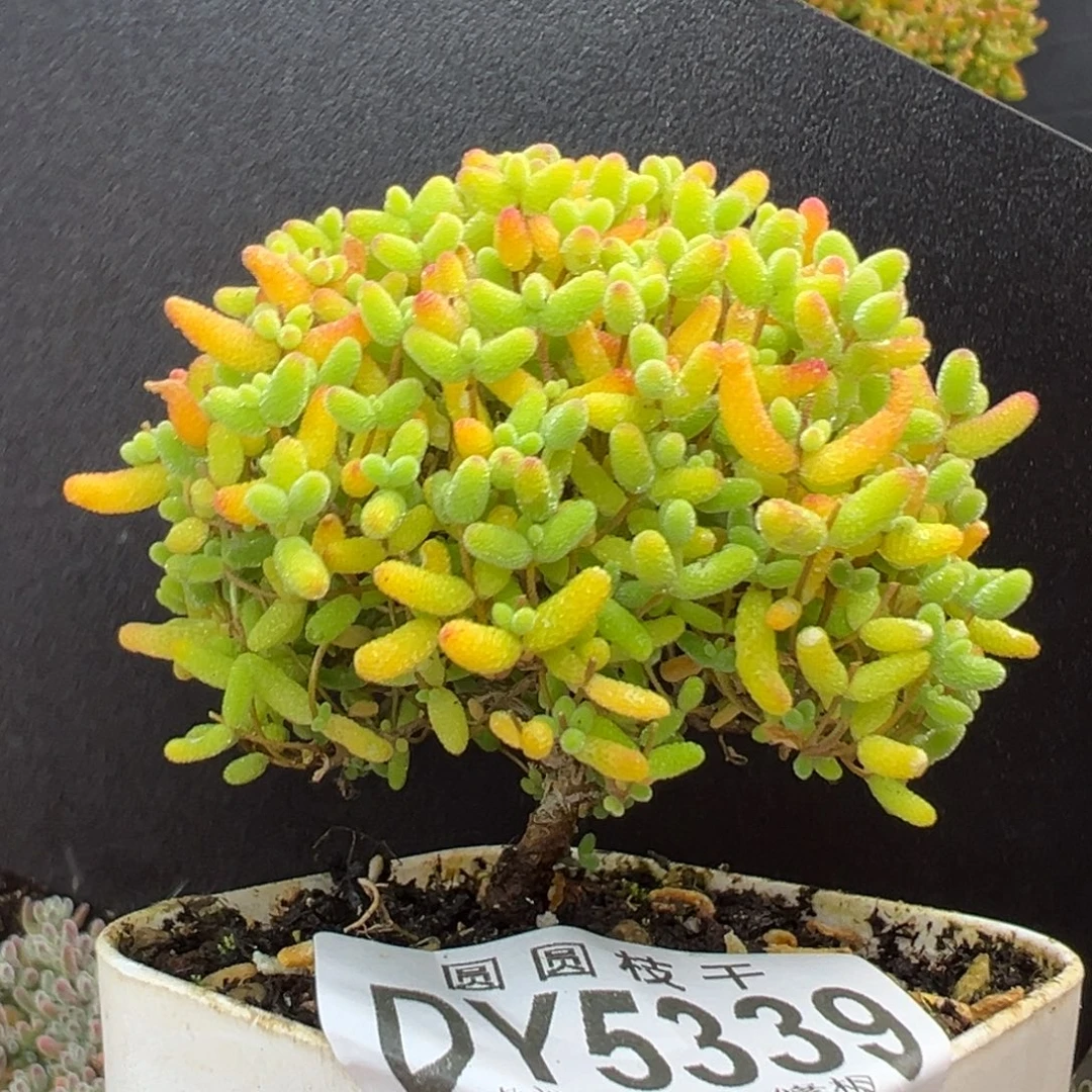 A***Ddy5339小可爱蜜橘糖球冠幅6cm