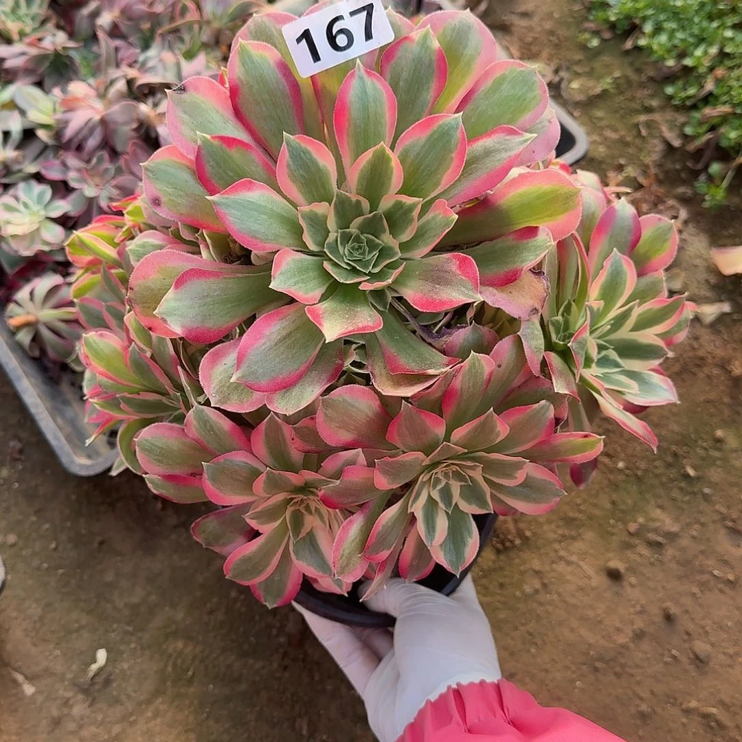 不周正叶罗刹167号