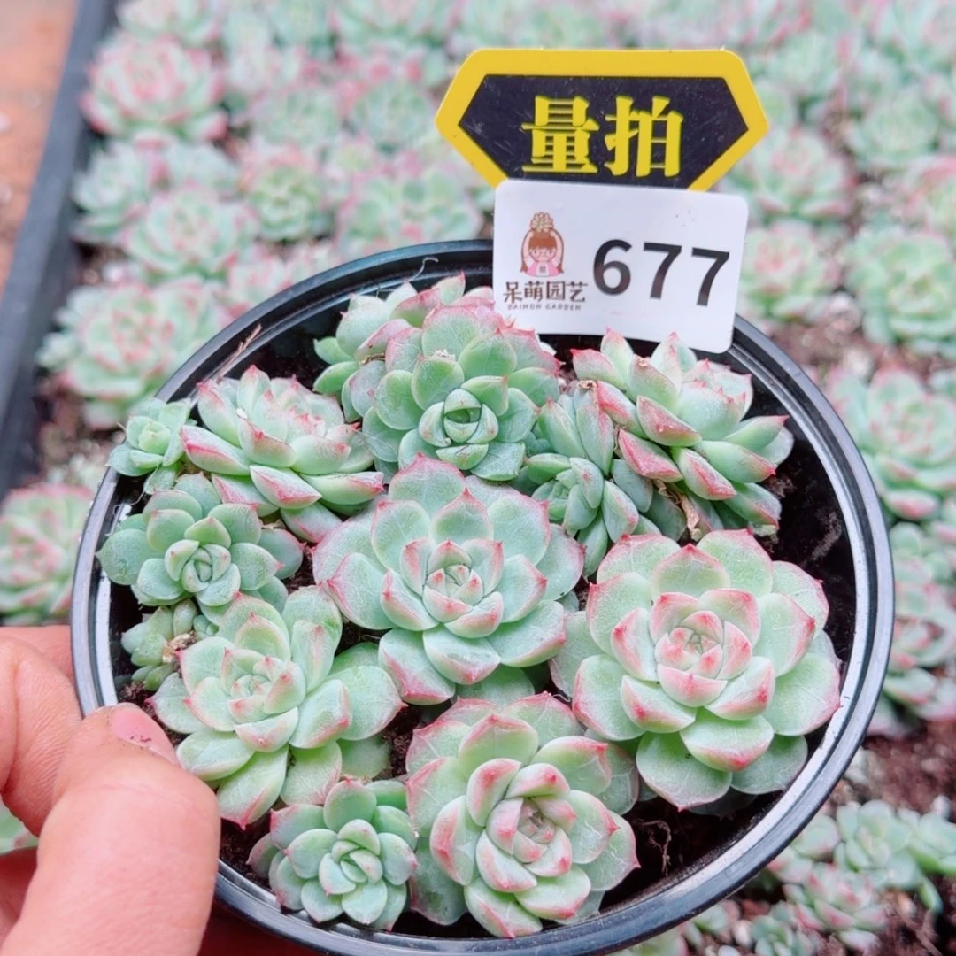 多肉植物多肉植物