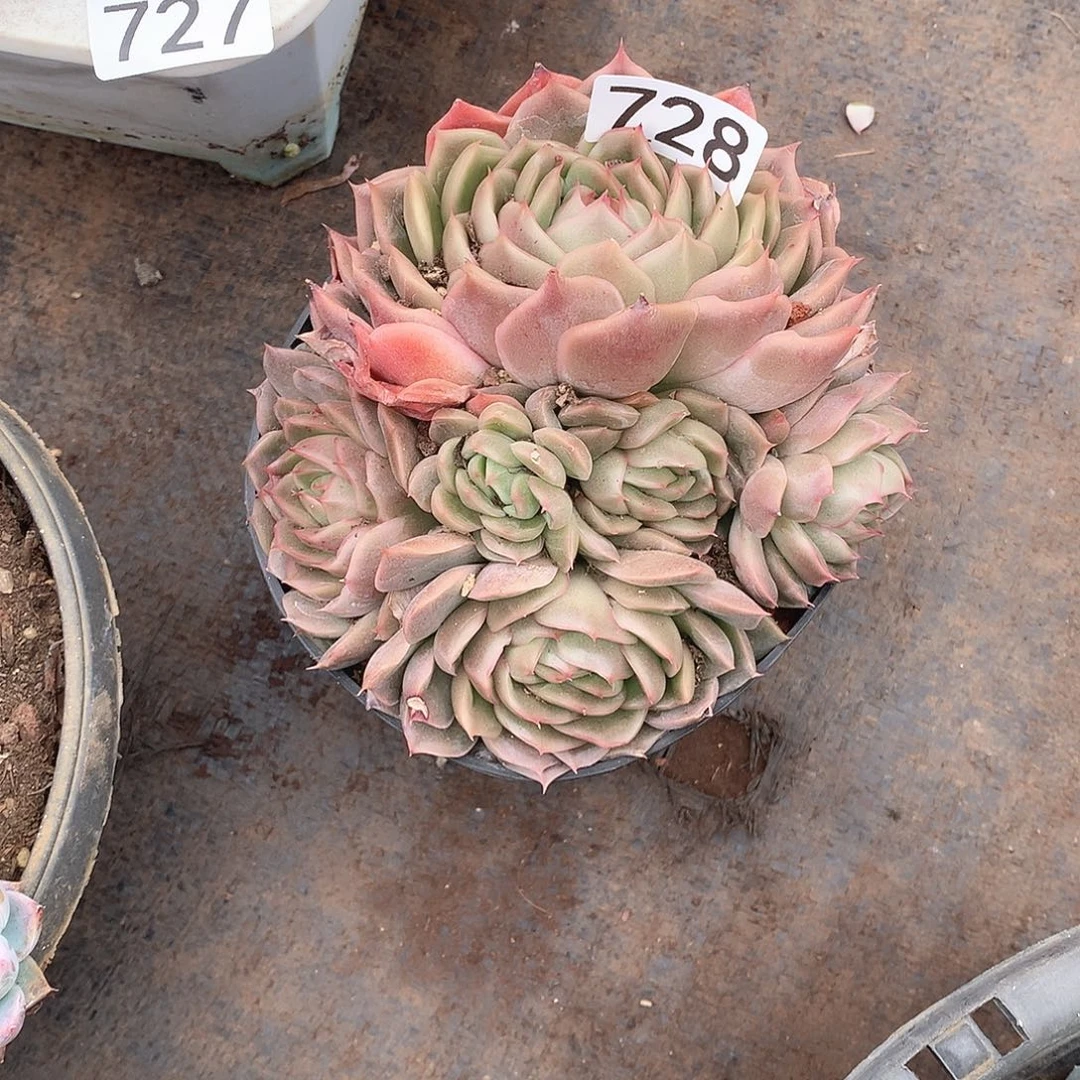 728杂 一物一拍多肉