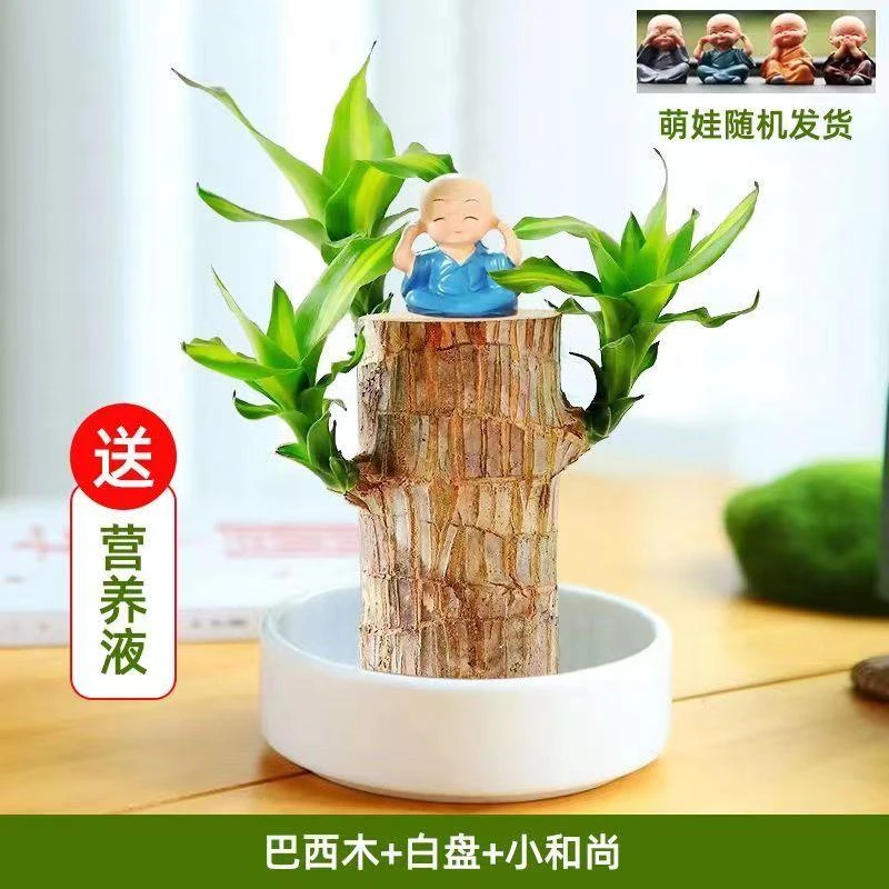 巴西木开花水培幸运木绿色植物室内桌面盆栽格鲁特树人四季常青秒