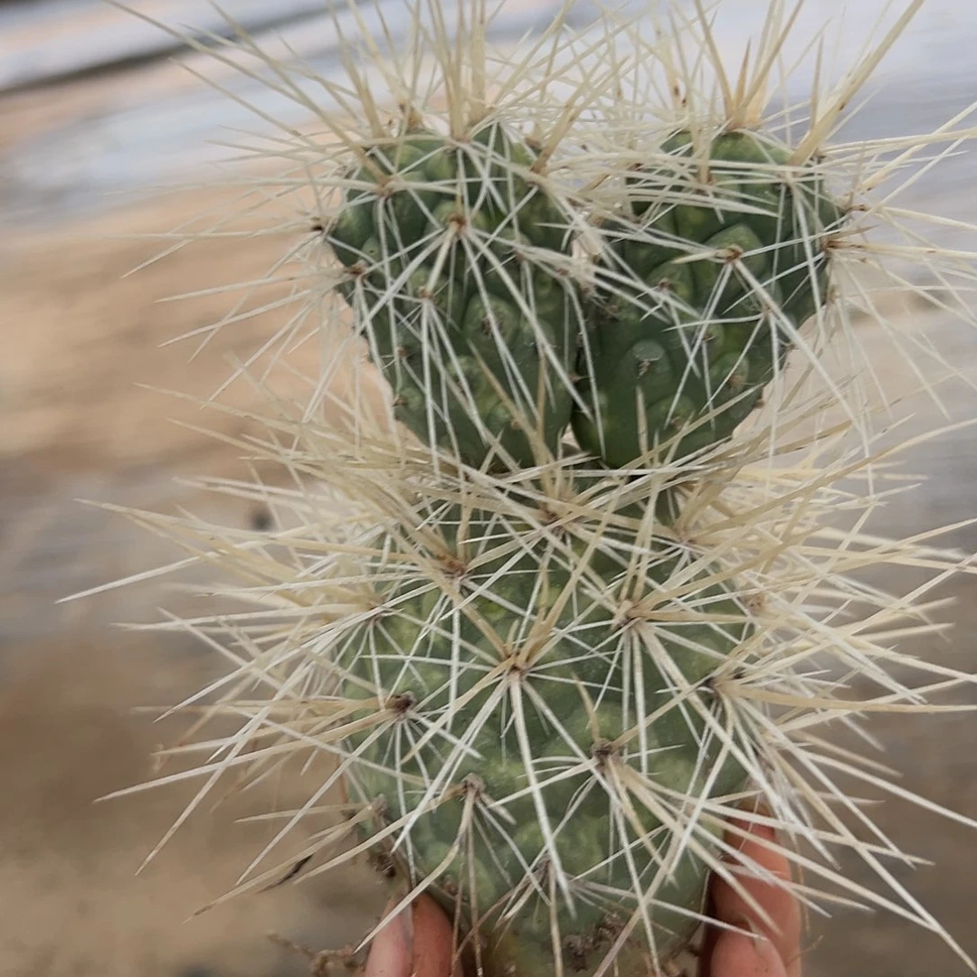 杜呃呃呃呃呃呃呃呃呃