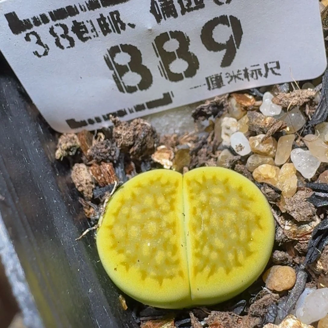 Sssss生石花肉锥889