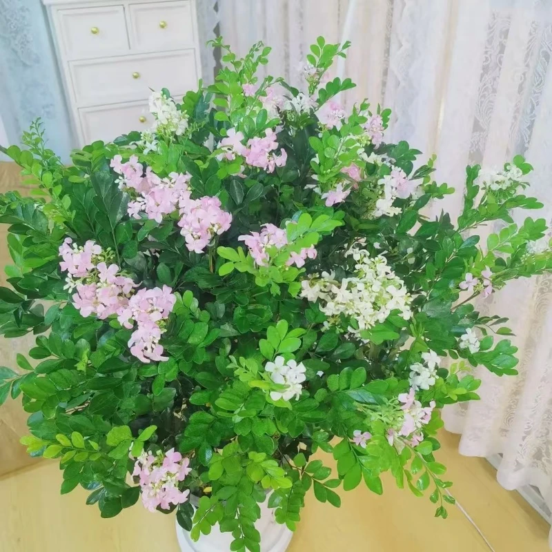 九里香植物老桩盆栽四季常青可驱蚊净化空气好养活