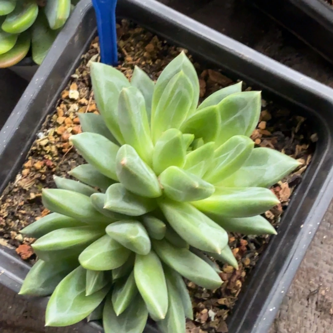 绿泡泡多肉植物181
