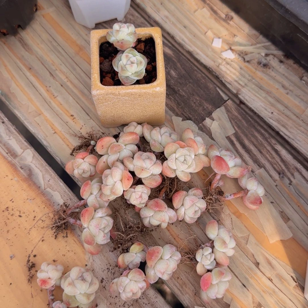 大*?小脸冰玉十一颗双头老桩