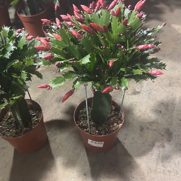 心***願大部分开放少量花苞455嫁接红色