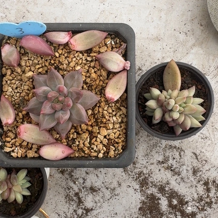 美人杂交  一物一拍