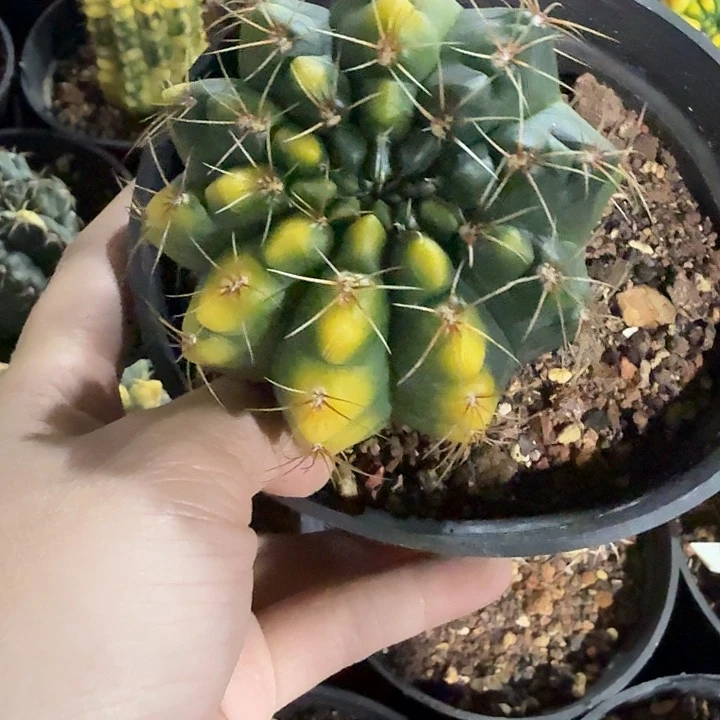 原价40一物一拍实生绯花玉