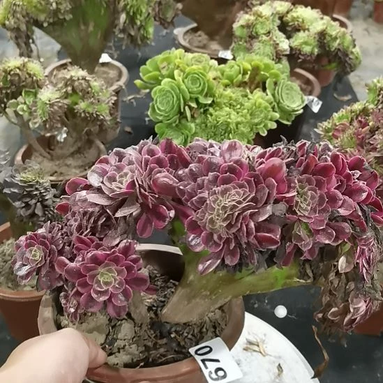 670美杜莎毛毛虫造型