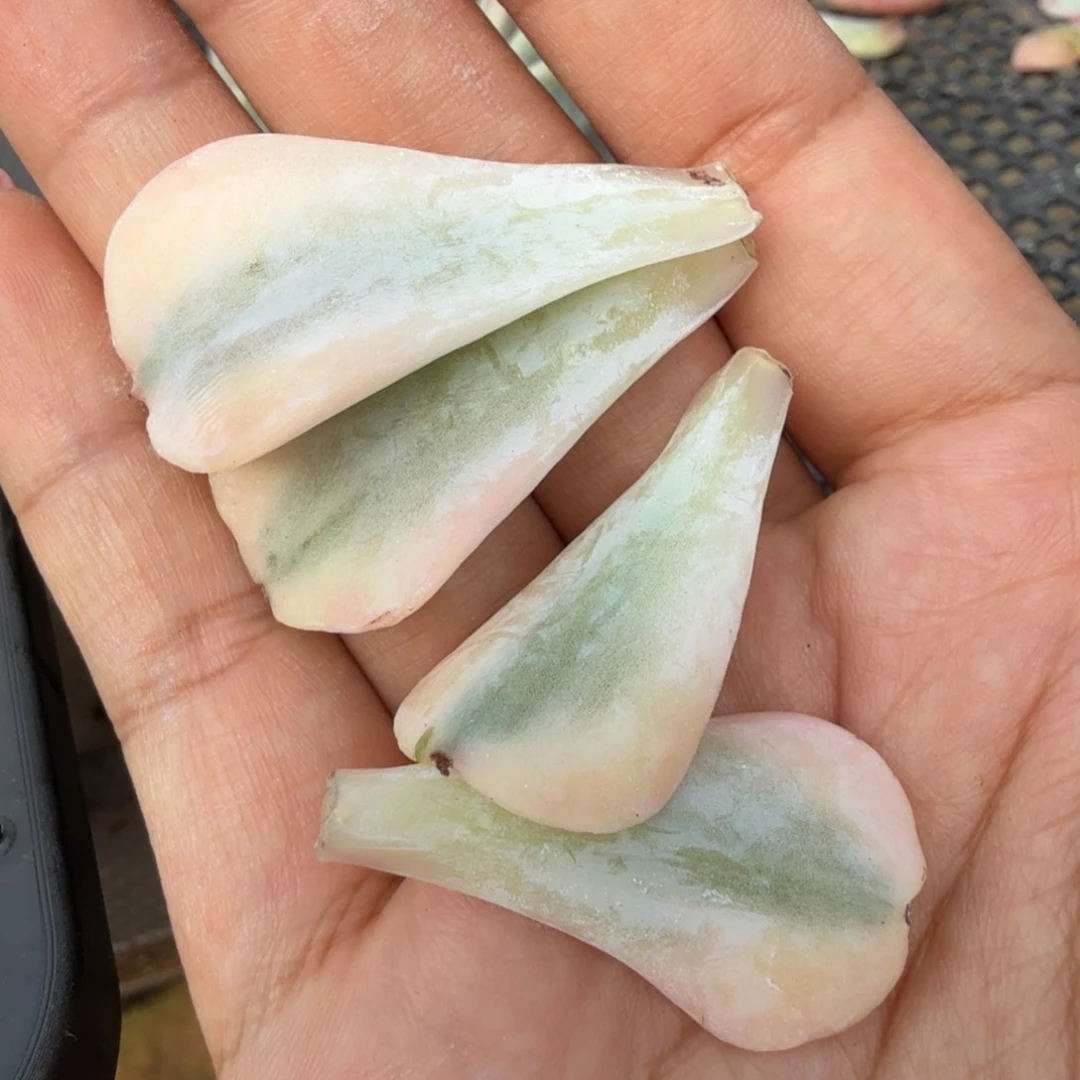 特玉莲锦叶片一组的推进