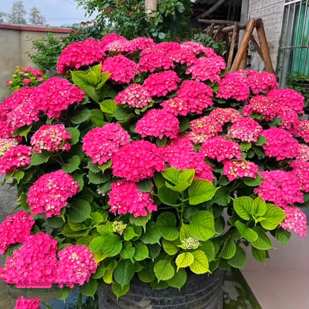 玫红妈妈-大花绣球盆栽地栽多年生庭院室内外观花植物易养耐寒