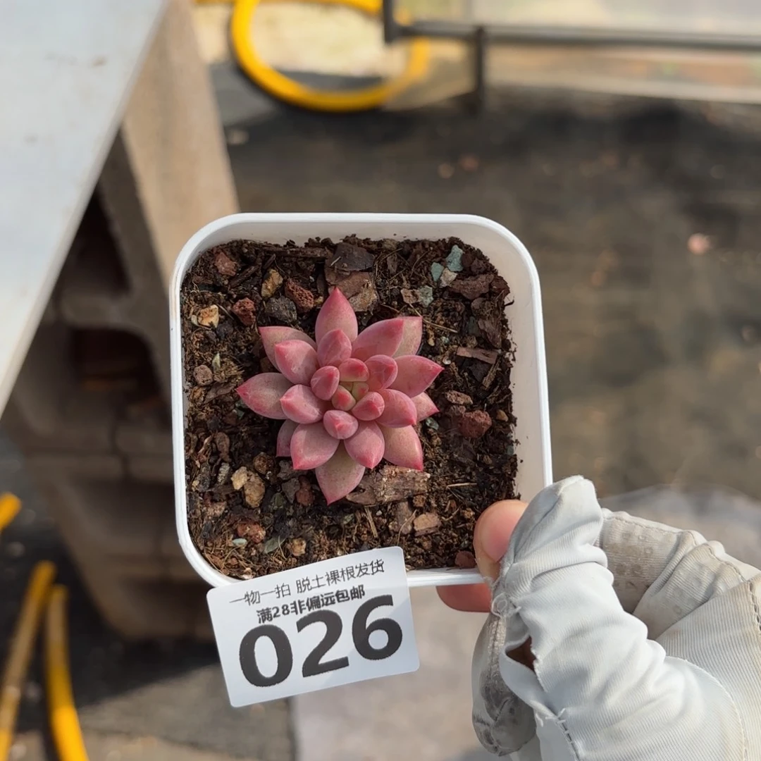 金鱼姬单头多肉多肉