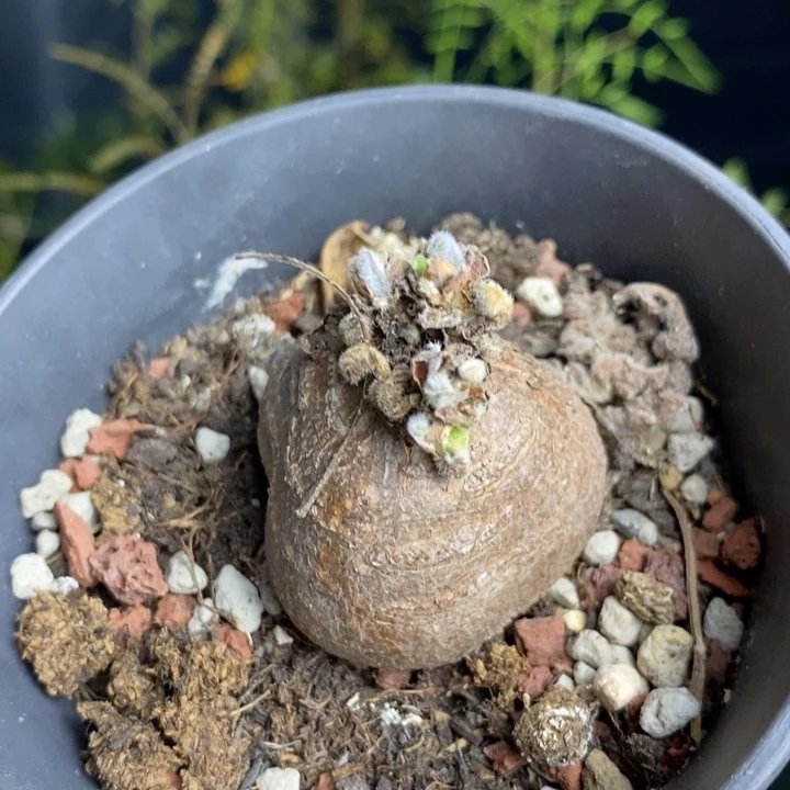 清***风枯木杨魁带盆土发货