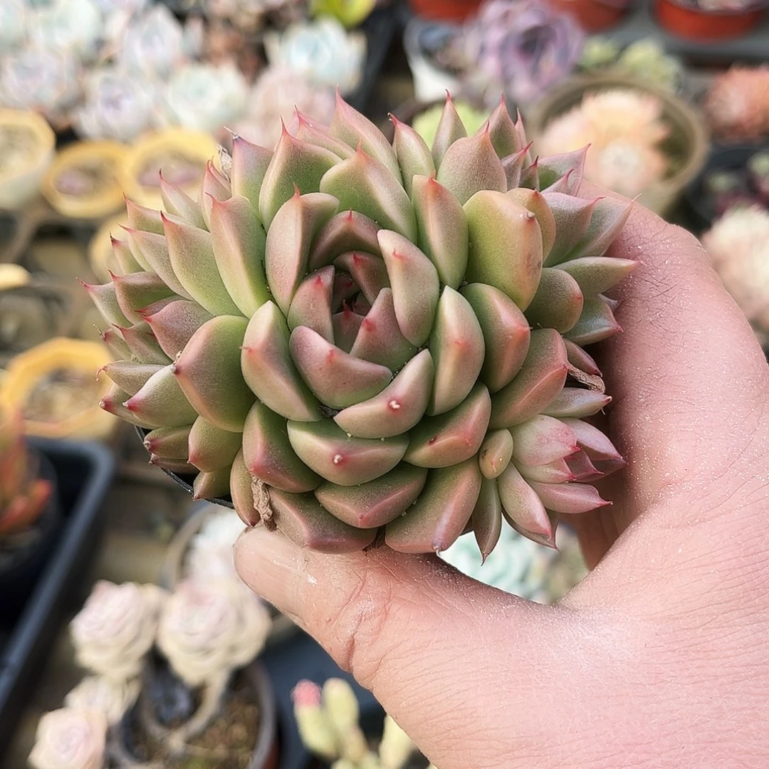 宁**远461多肉植物提取萃取剂系列