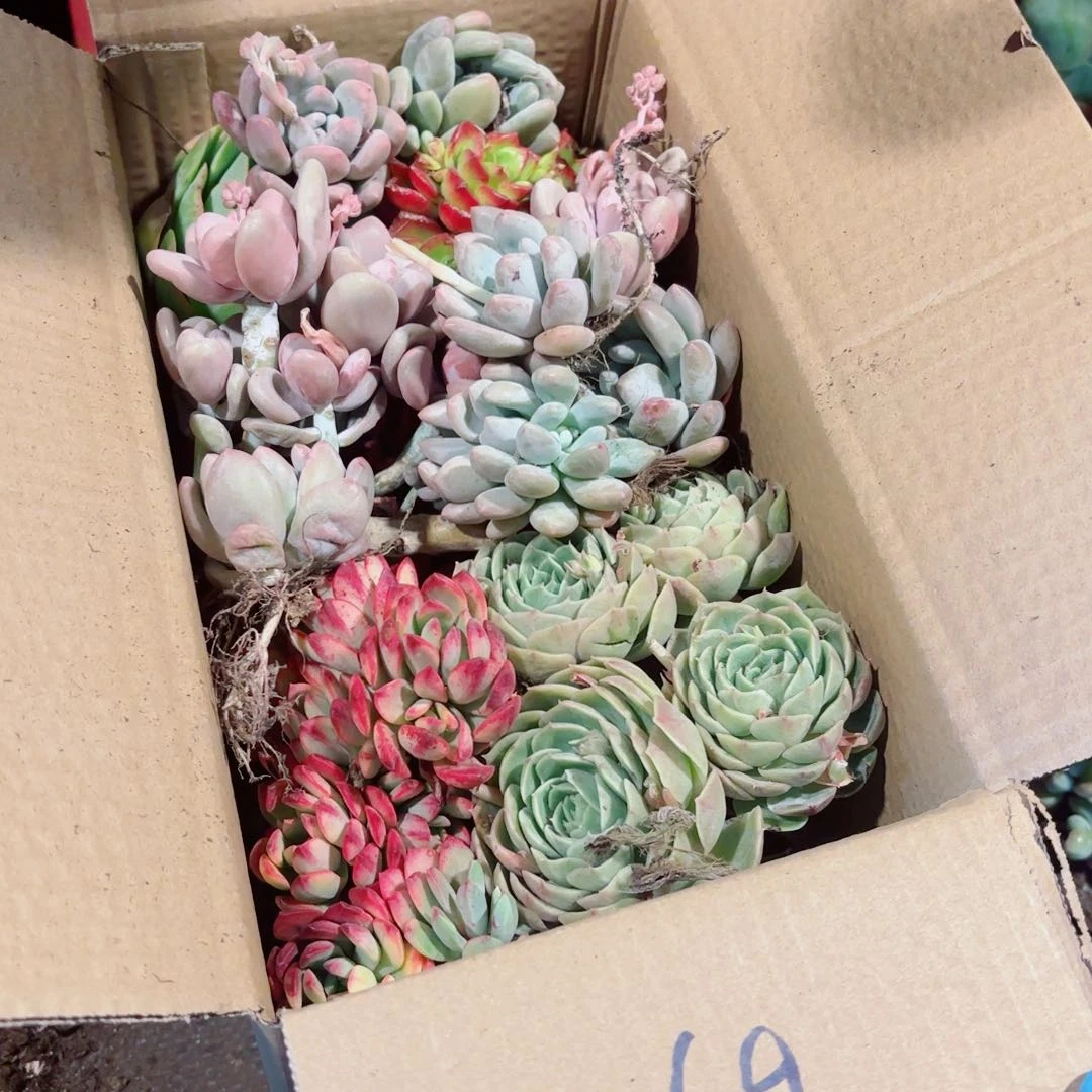木*。杂花断枝断头处理不售后69