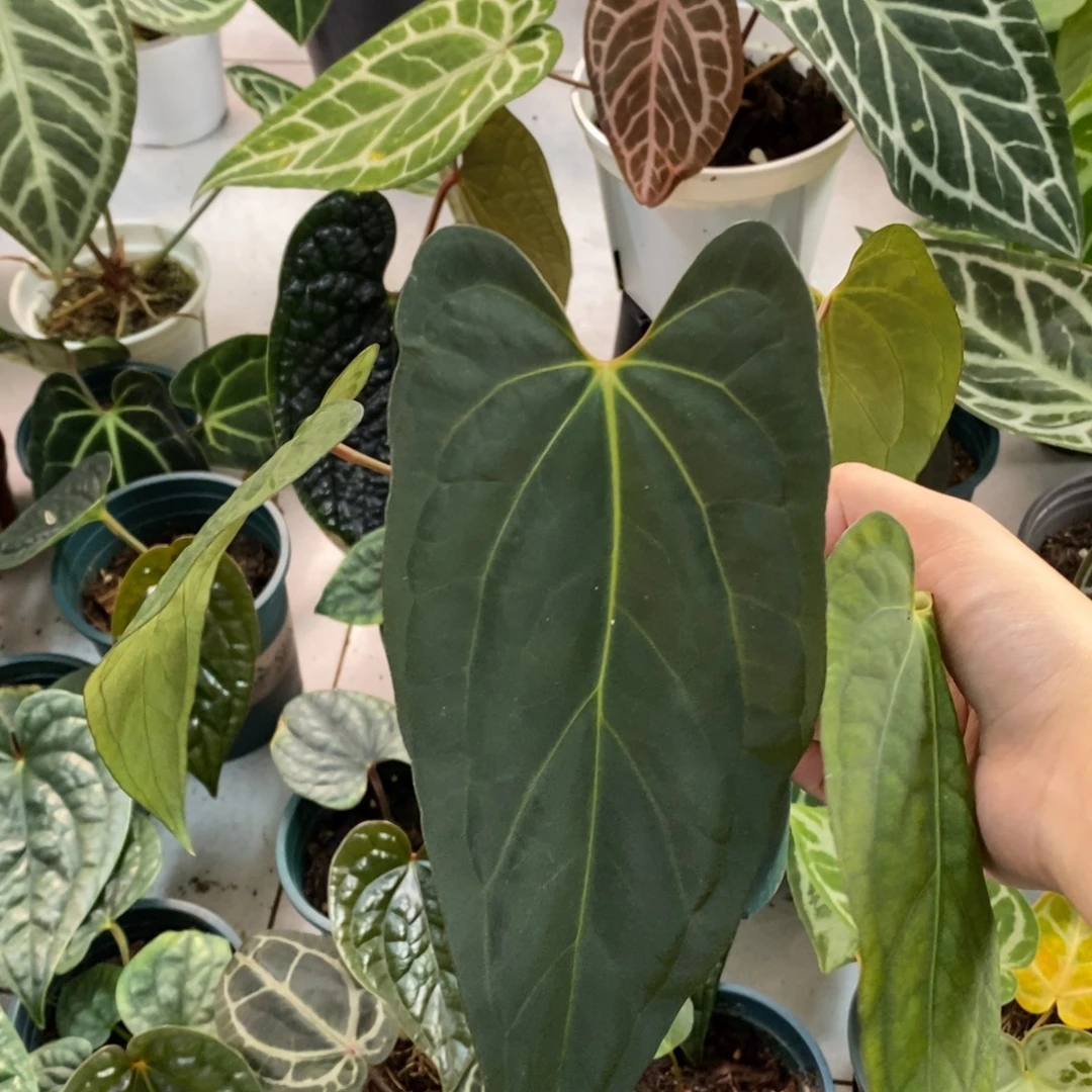 不开花植物fs杂（2颗包邮无售后）