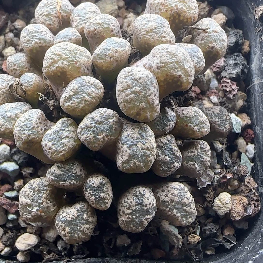 开播福利来了44053