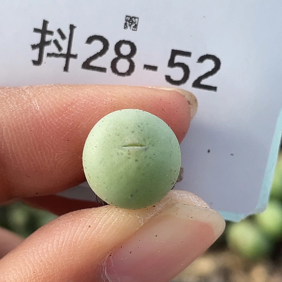 28-52鸭嘴兽苗多肉植物