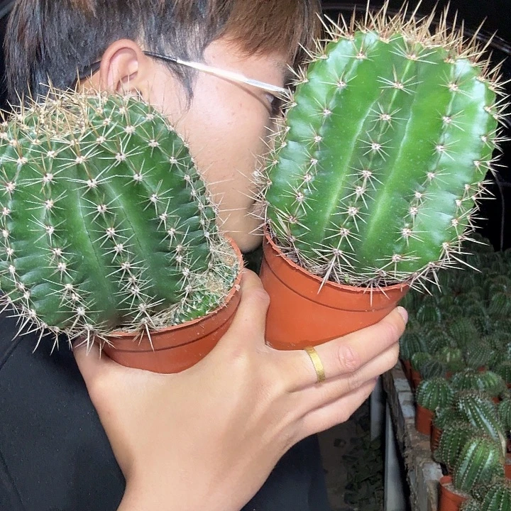 初***大量花朵（建议范围：8朵-15朵 或40%以上）彩草