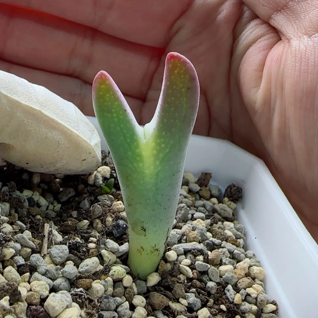 大*?2-6-当天满58包邮多肉脱土