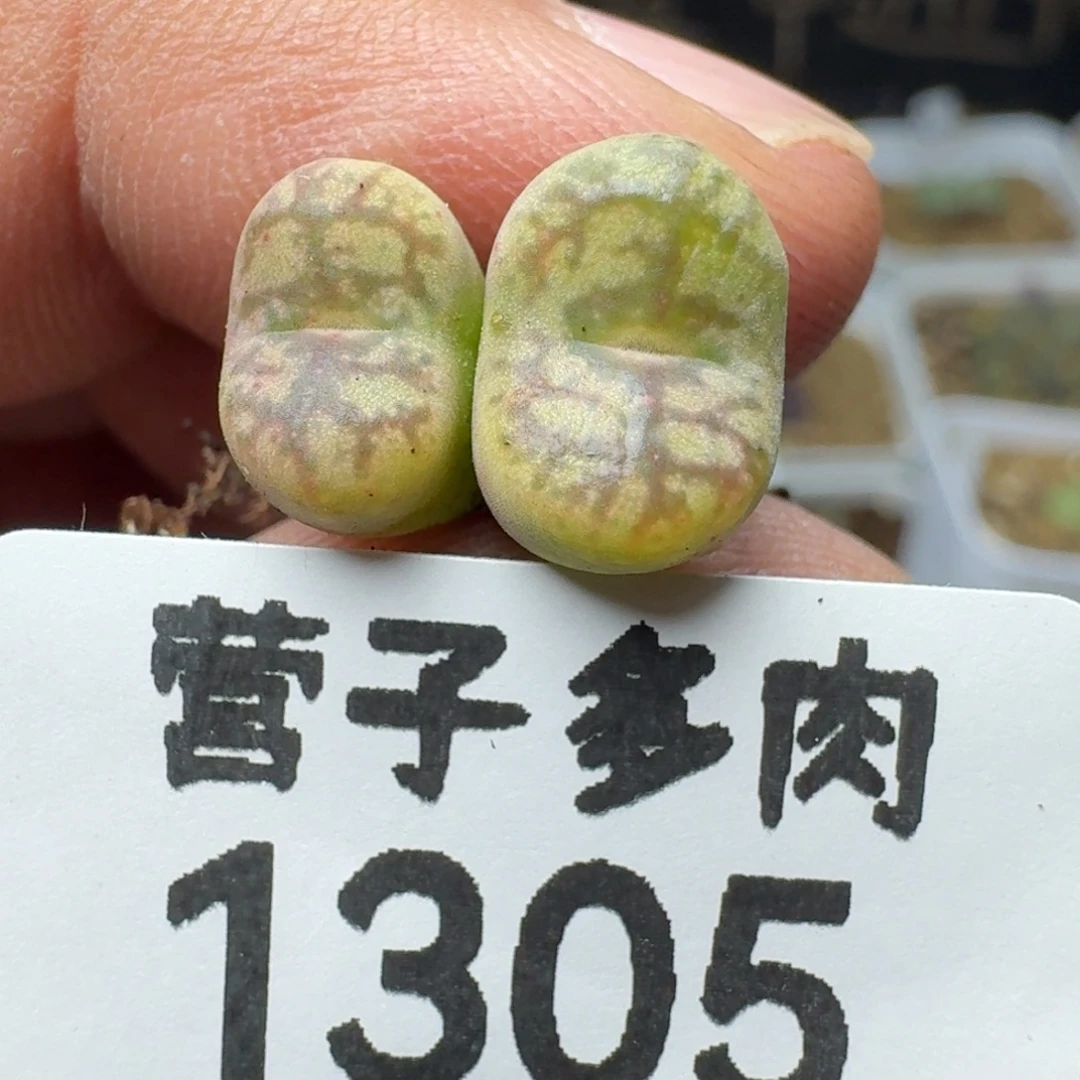 毛杂