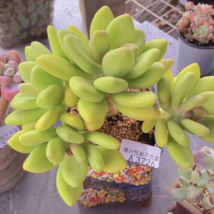 芒果奶17cm3726多肉植物