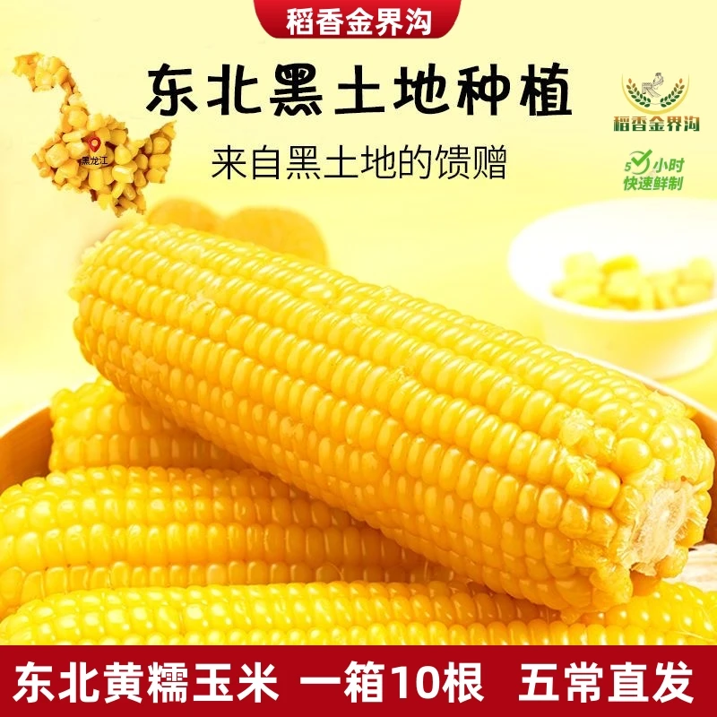 【试吃3根】新季东北黄糯玉米280克-350克*10根/整箱6斤/香甜软糯