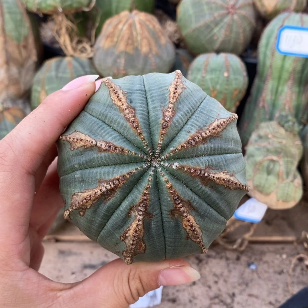 21欧系实生布纹球一物一拍