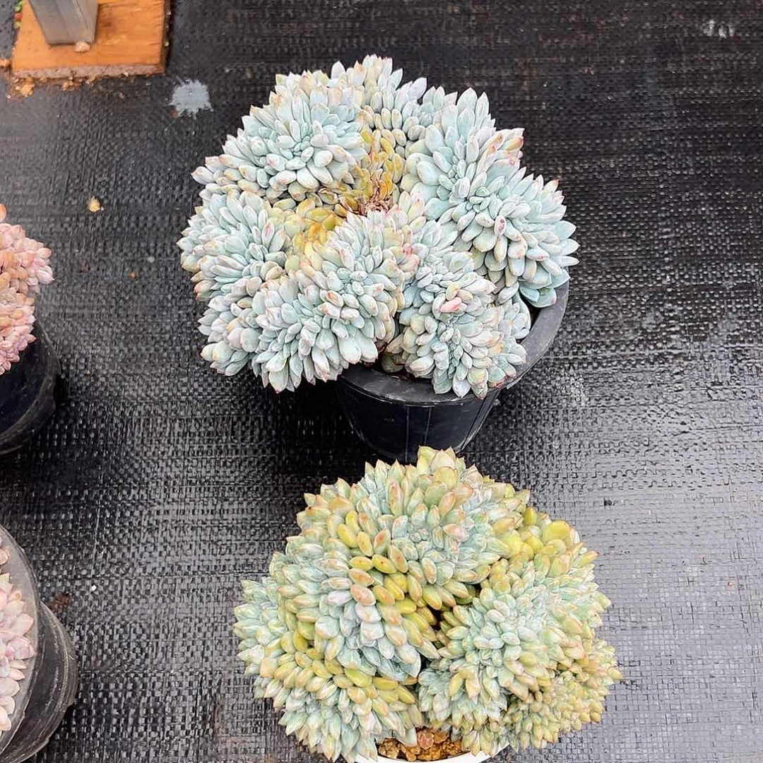 529-20精控星影缀化两颗