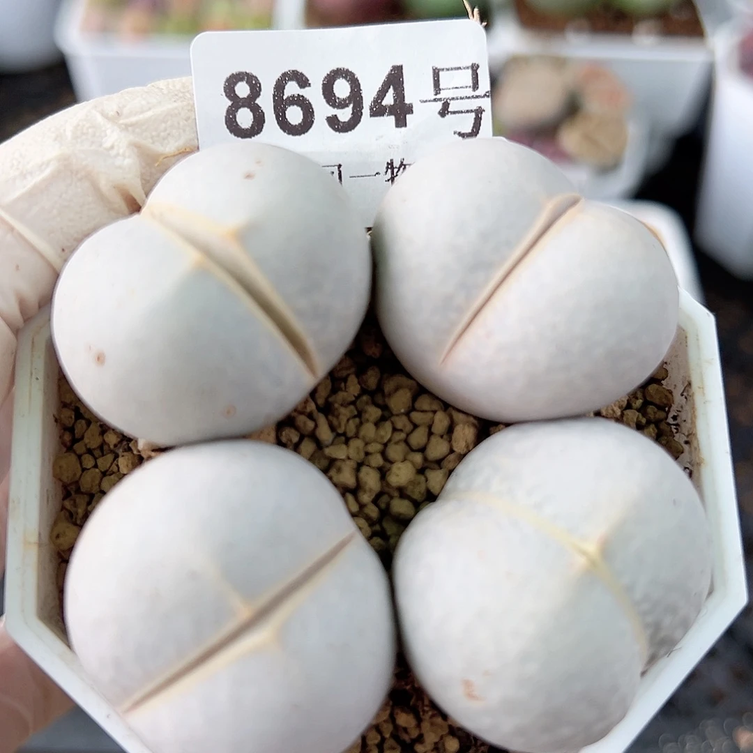 8694 好养易活生石花大母本