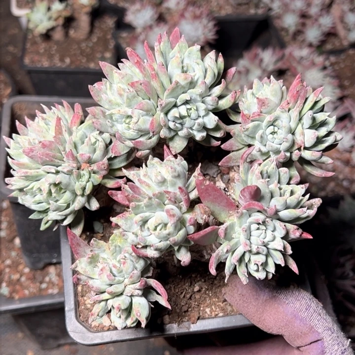 999哈哈哈哈哈哈哈哈多肉