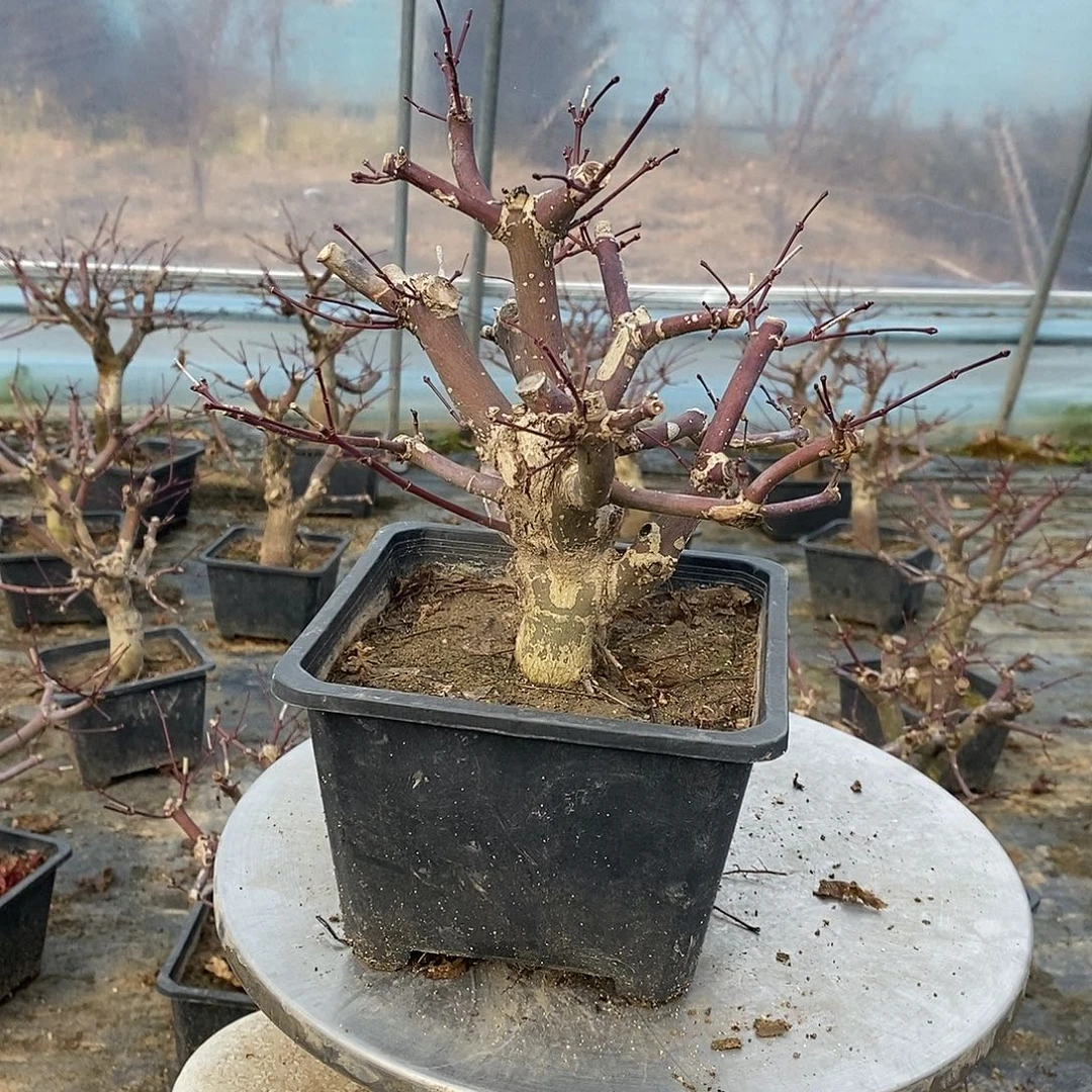 无花朵初星星枫树