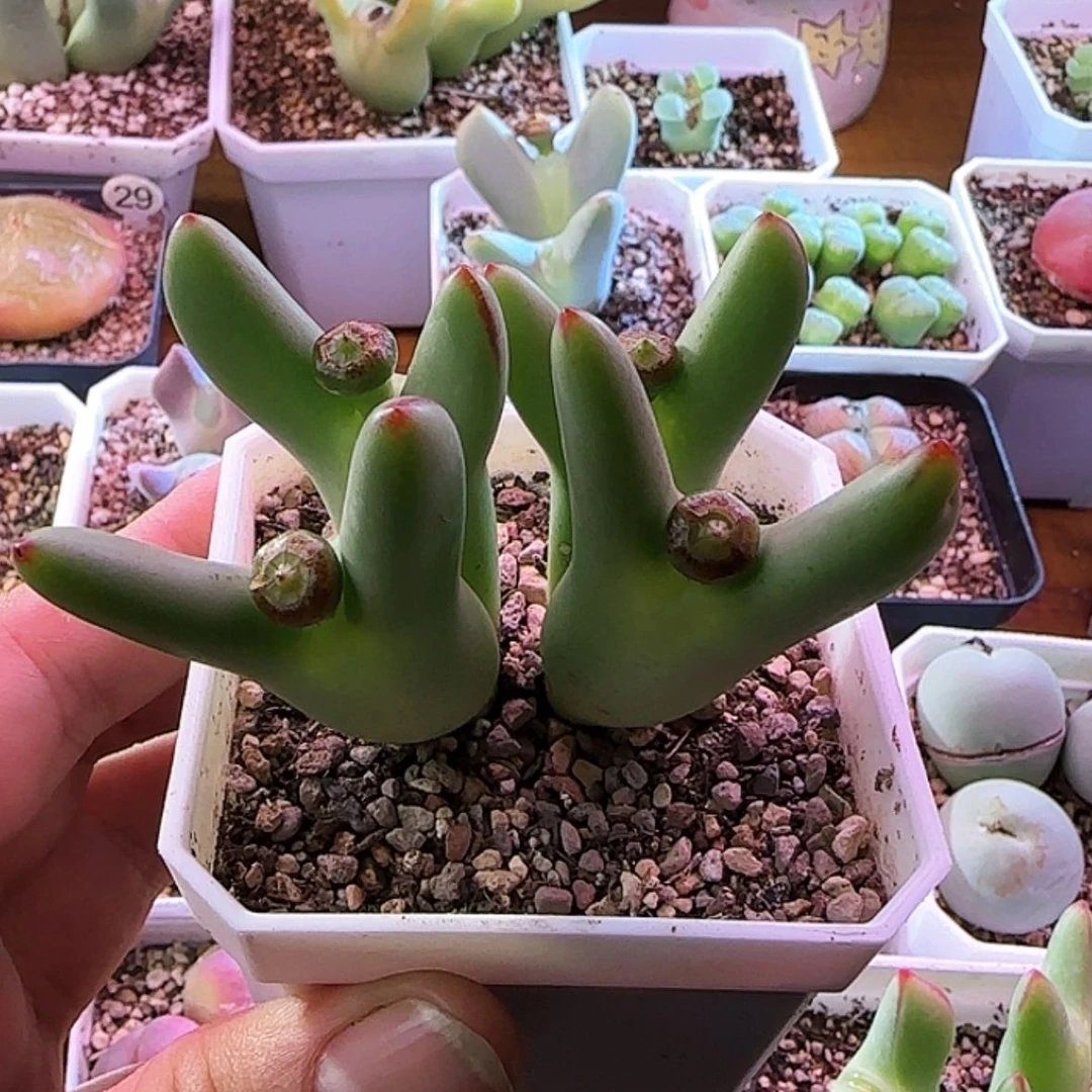 【闪购商品】12345678