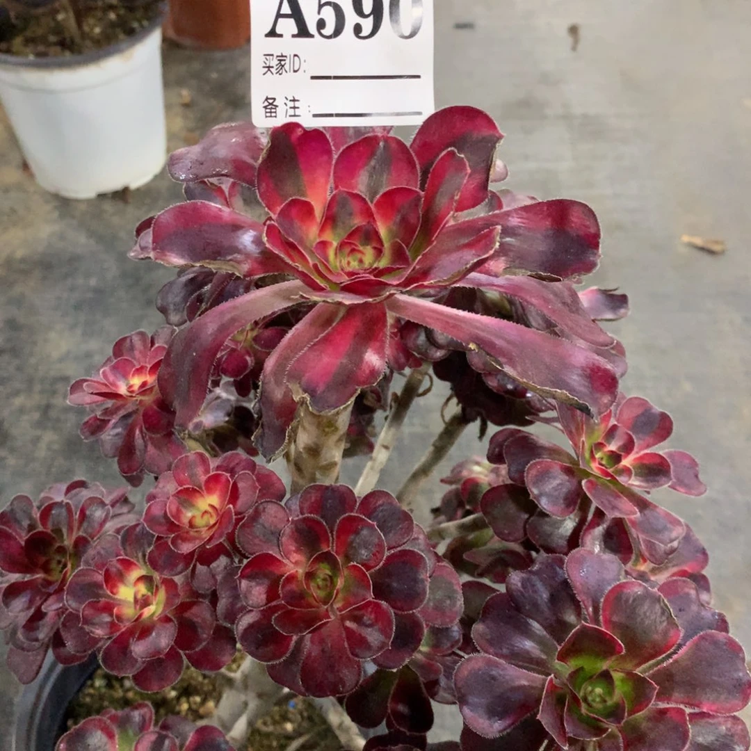 丽娜590法师多肉植物3000000000000