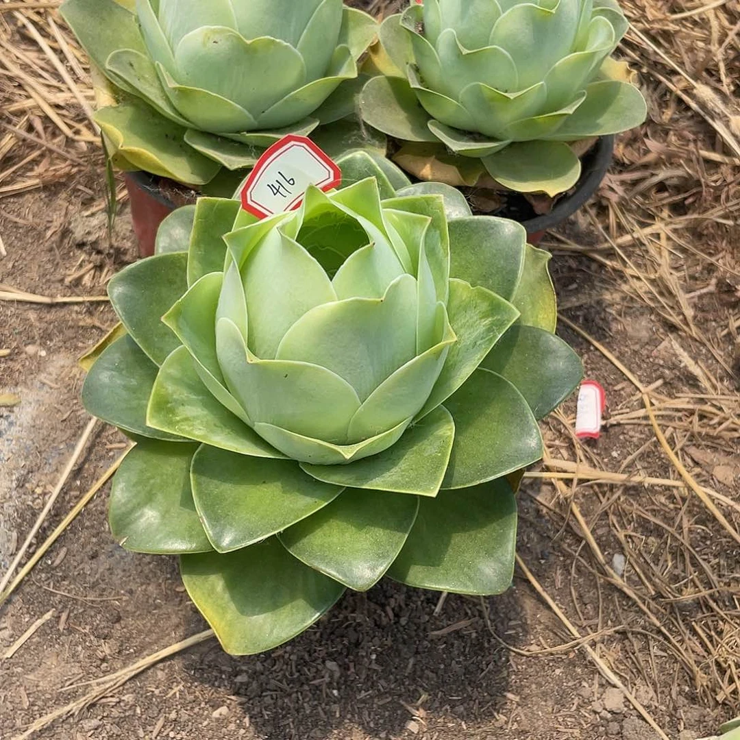 王****˗山地玫瑰单头 416