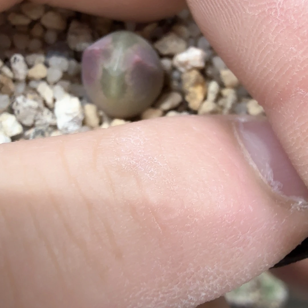 ?****dy1 d宝宝 韩国sb783 my