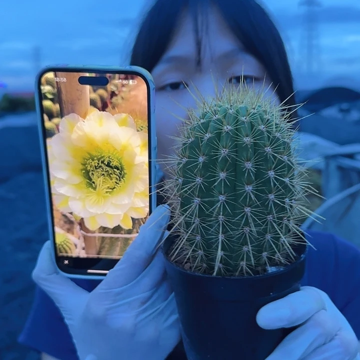 六月午毛花柱11111111