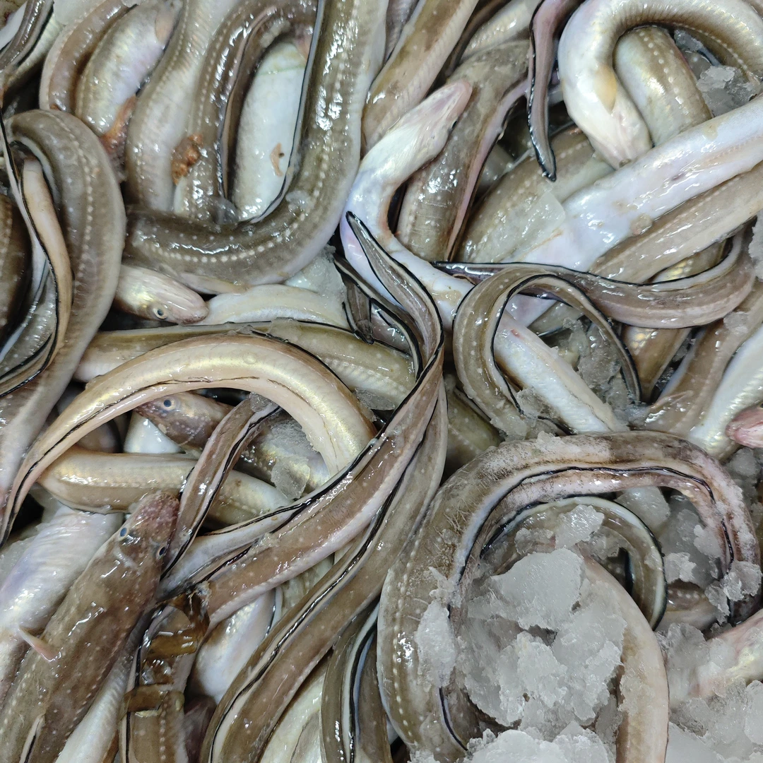大连本地七星曼鳝鱼顺丰冷链包邮