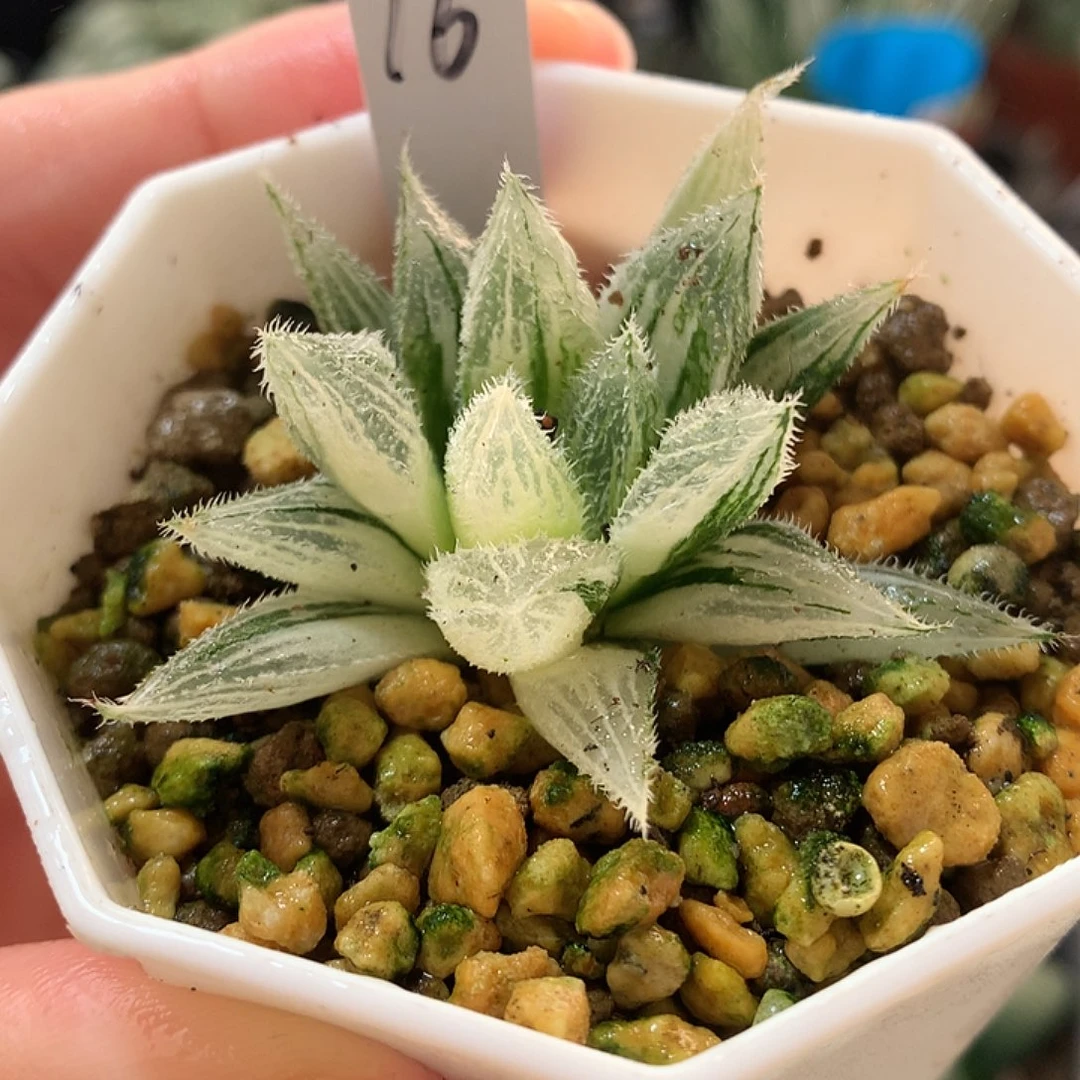 16号绘卷玉露锦一物一拍