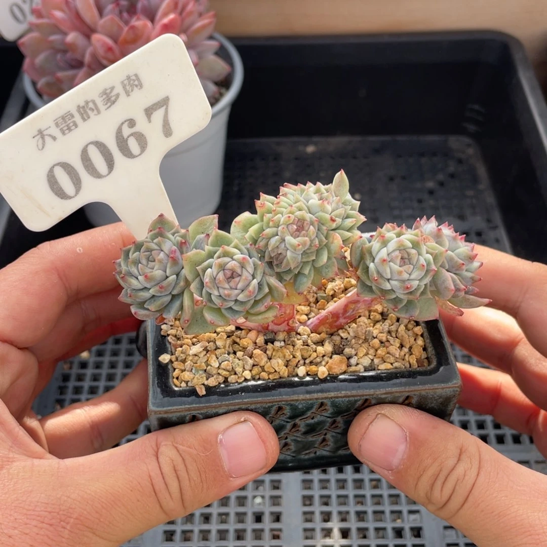 0067冰魄不带盆10厘米