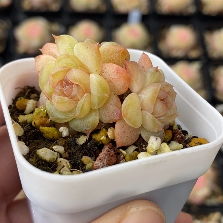 凝液紫 多肉 12.31