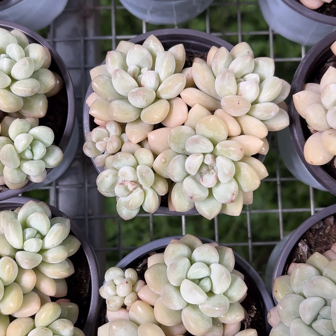 泡泡糖小群9㎝盆参考