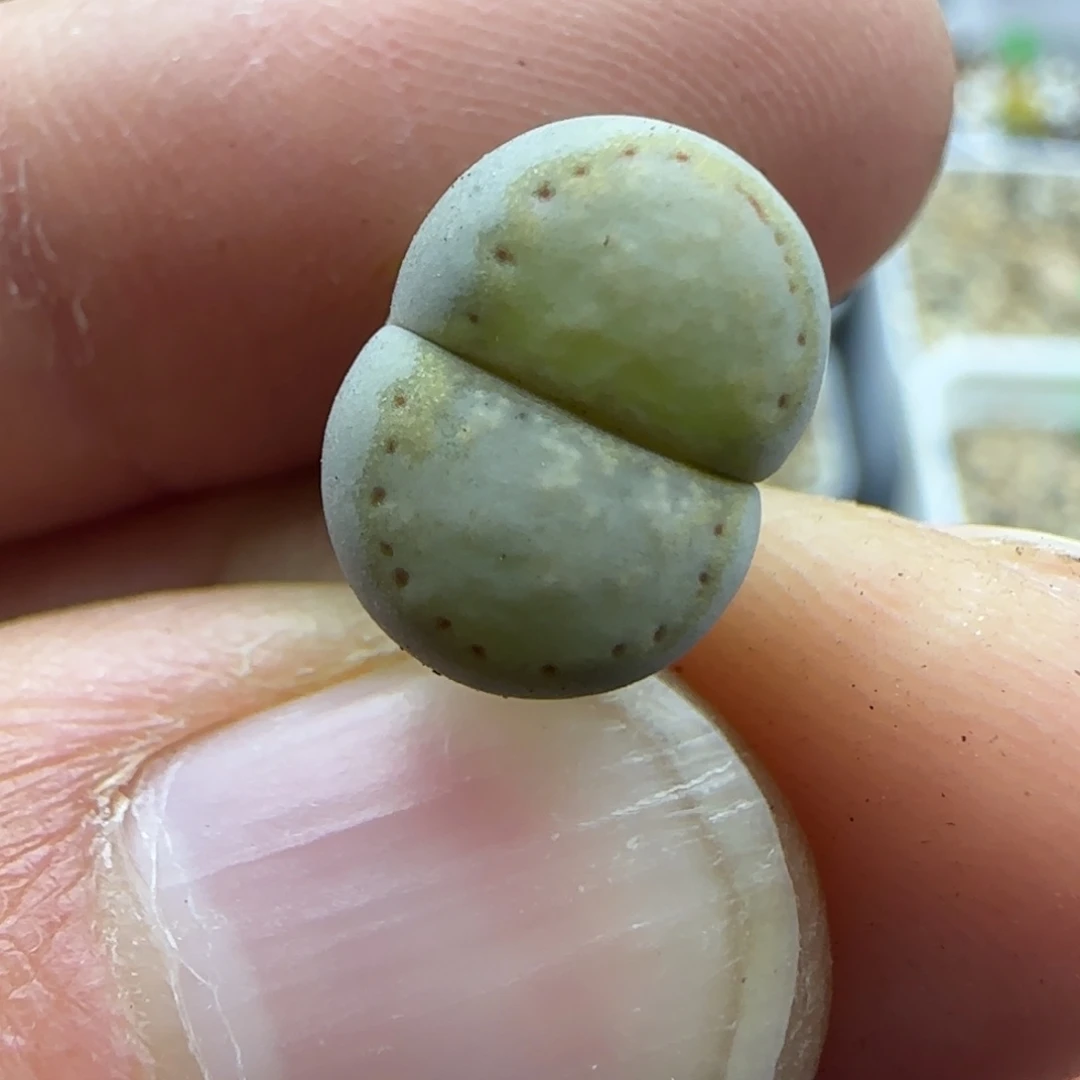 931饼干清框福利30包邮