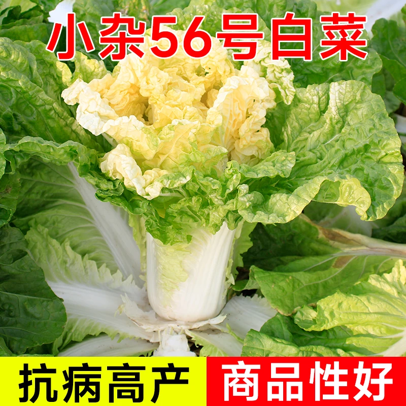 北京小杂56号黄心小白菜种子种籽新金星东升菜耐热抗病四季蔬菜孑
