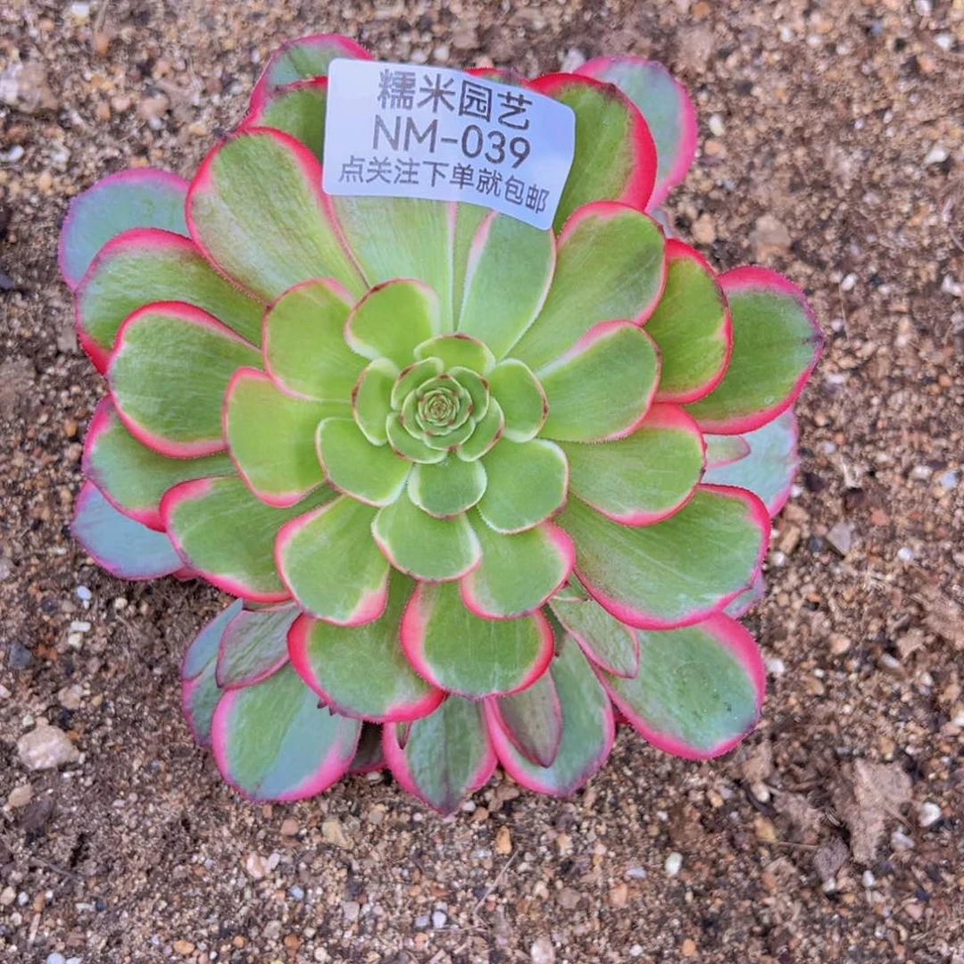 粉花妖多肉植物手捧039