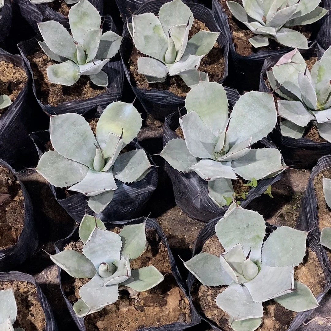 园叶福克斯冠幅15公分左右一颗