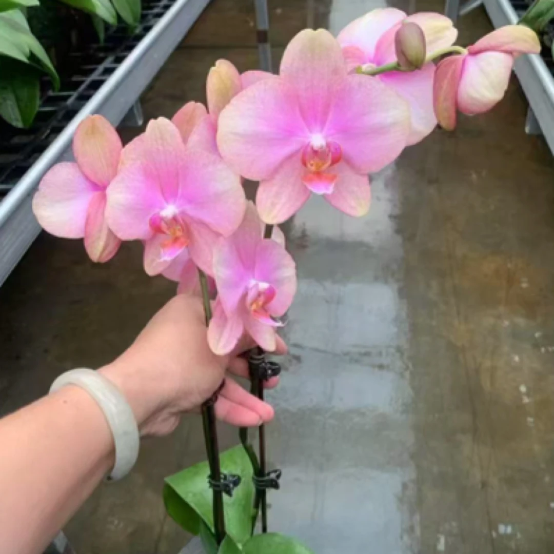 【只发新疆 新疆包邮】双梗梵高蝴蝶兰，单颗